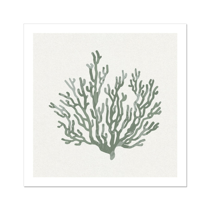 Sage Green Coral Art Print | Shell & Coral Art - Unframed