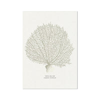 Illustration of a Venus sea fan coral print on a white paper background