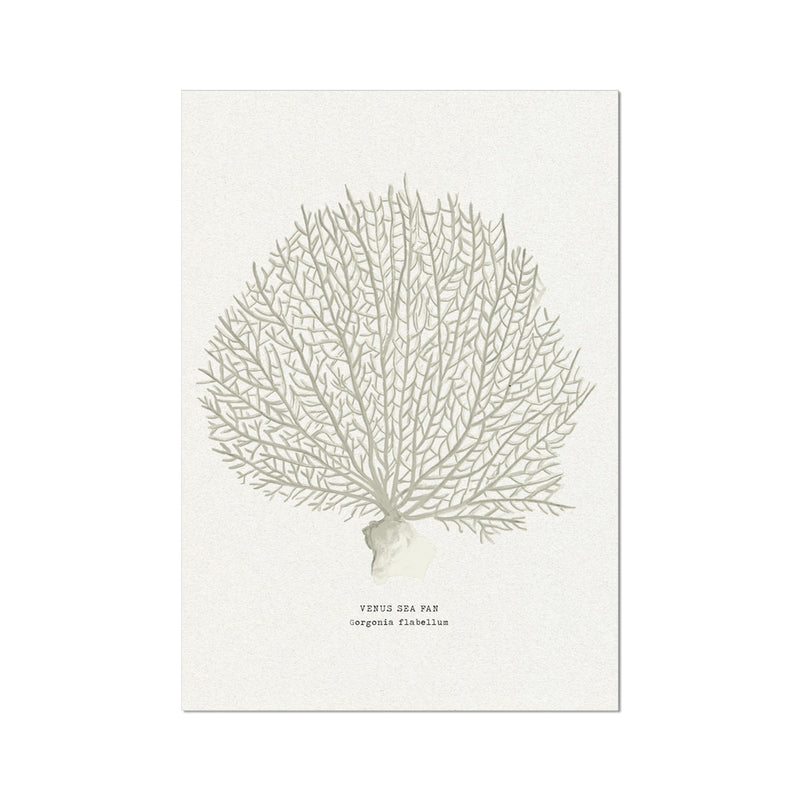 Illustration of a Venus sea fan coral print on a white paper background