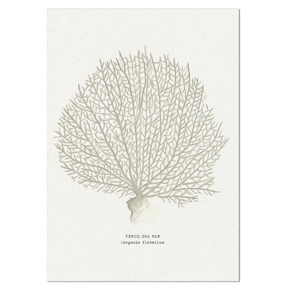 Coral Art Print | Venus Sea Fan In Natural - Unframed