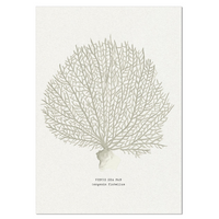 Coral Art Print | Venus Sea Fan In Natural - Unframed