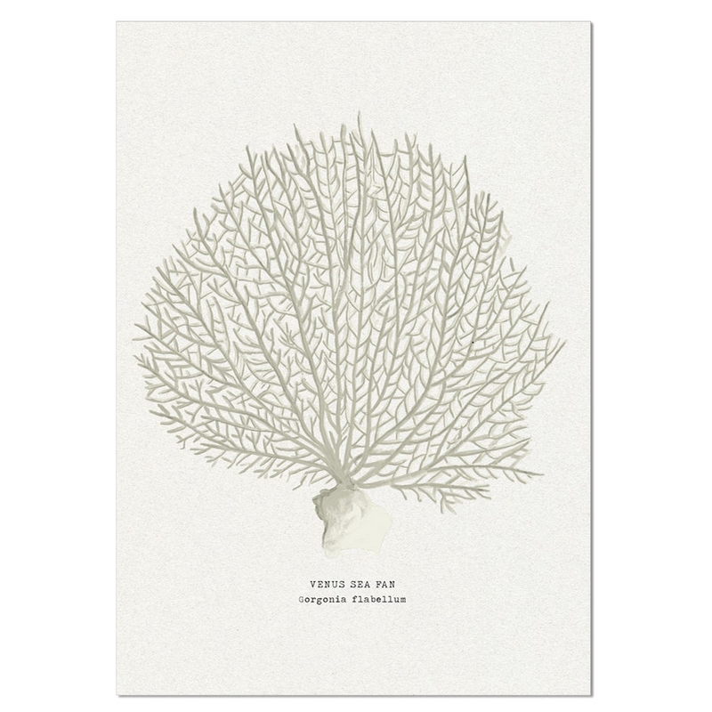 Coral Art Print | Venus Sea Fan In Natural - Unframed
