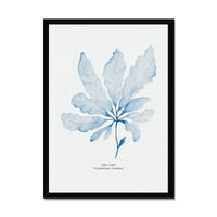 Blue Watercolour Seaweed Art Print | Sea Oak Seaweed Painting  - Framed