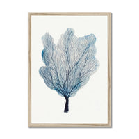 Sea Fan Watercolour Coral Painting | Coral Art | No 3 - Framed
