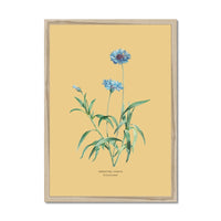 Framed botanical print of cornflowers on a yellow background