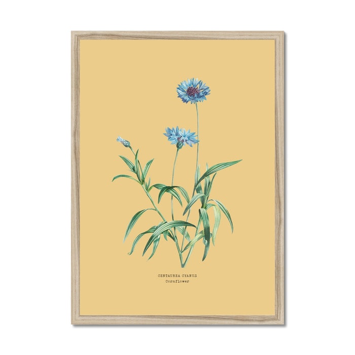 Framed botanical print of cornflowers on a yellow background