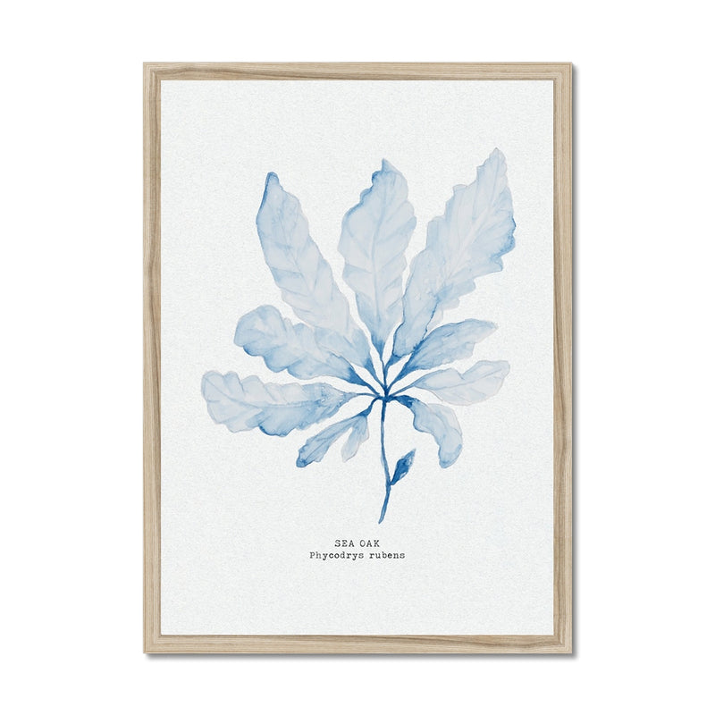 Blue Watercolour Seaweed Art Print | Sea Oak Seaweed Painting  - Framed