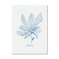 Blue Watercolour Seaweed Art Print | Sea Oak Seaweed Painting  - Framed