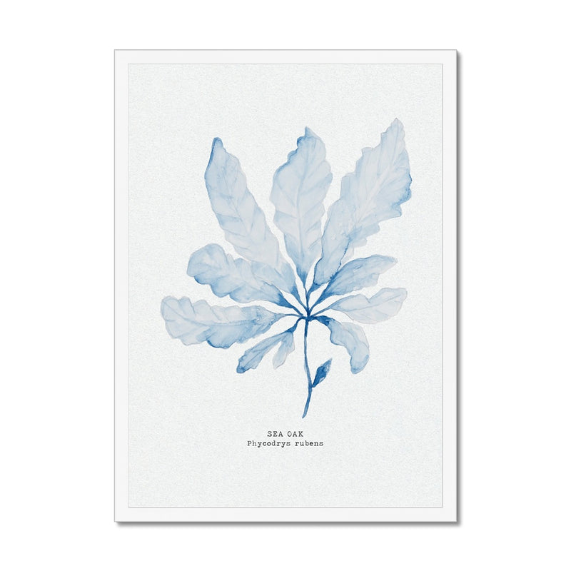 Blue Watercolour Seaweed Art Print | Sea Oak Seaweed Painting  - Framed