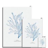 Blue Watercolour Seaweed Print | Dulse Seaweed Painting  - Unframed