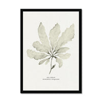Framed botanical print of sea beech seaweed 