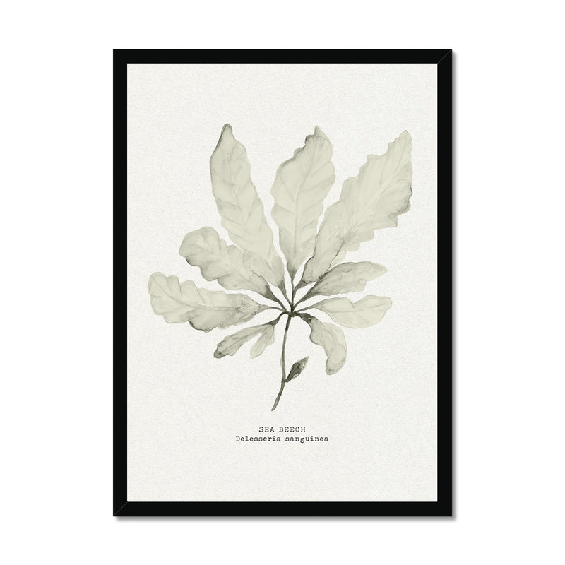 Framed botanical print of sea beech seaweed 