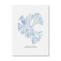 Blue Watercolour Seaweed Print | Beautiful Fan Weed Seaweed Painting - Framed