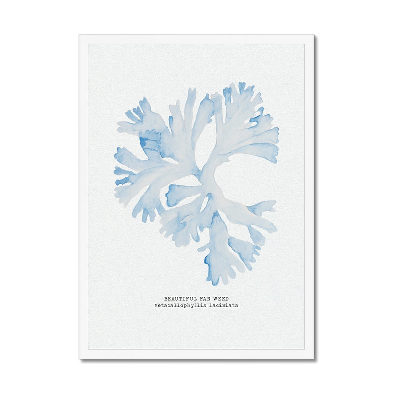 Blue Watercolour Seaweed Print | Beautiful Fan Weed Seaweed Painting - Framed