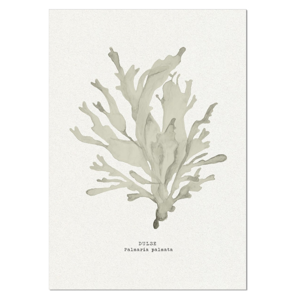 Seaweed Art Print | Dulse In Natural - Unframed