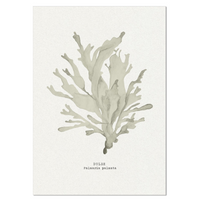 Seaweed Art Print | Dulse In Natural - Unframed