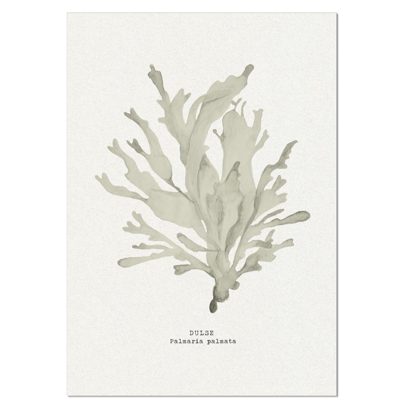Seaweed Art Print | Dulse In Natural - Unframed