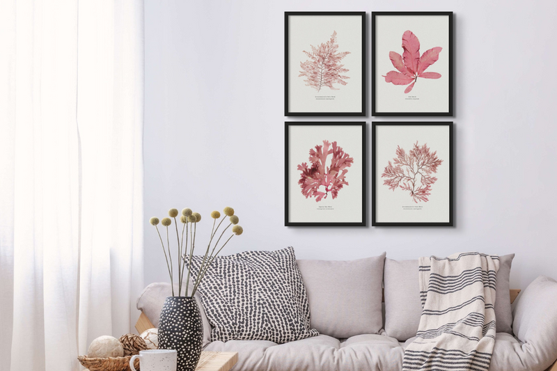 set of four seaweed prints above sofa in grey living room and above grey sofa with throw.
