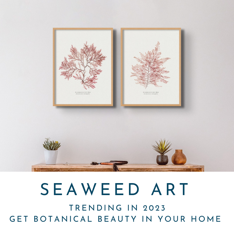 Seaweed print collection link - set of 2 red seaweed pressing prints framed