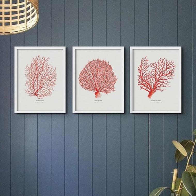 set of three coral art prints in bathroom above roll top bath - blue panelled bathroom with set of beach prints