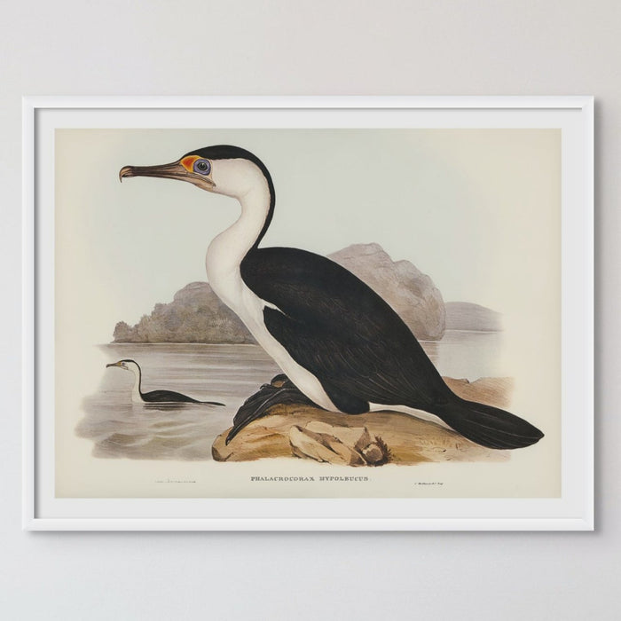 A vintage bird painting of a cormorant bird standing on a rock