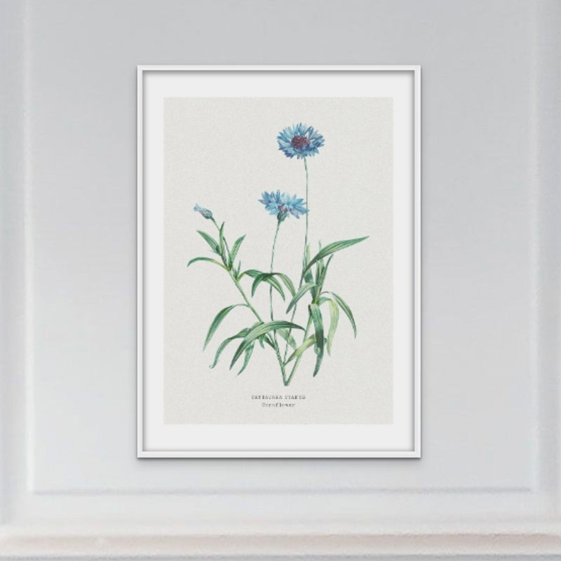 Set of Three Vintage Flower Prints - Framed - Beach House Art