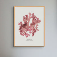 framed pressed red seaweed print - fan weed seaweed art print in natural wood frame