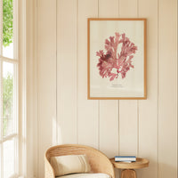 Framed pink pressed seaweed art print on a wall above a wicker chair with a small table.