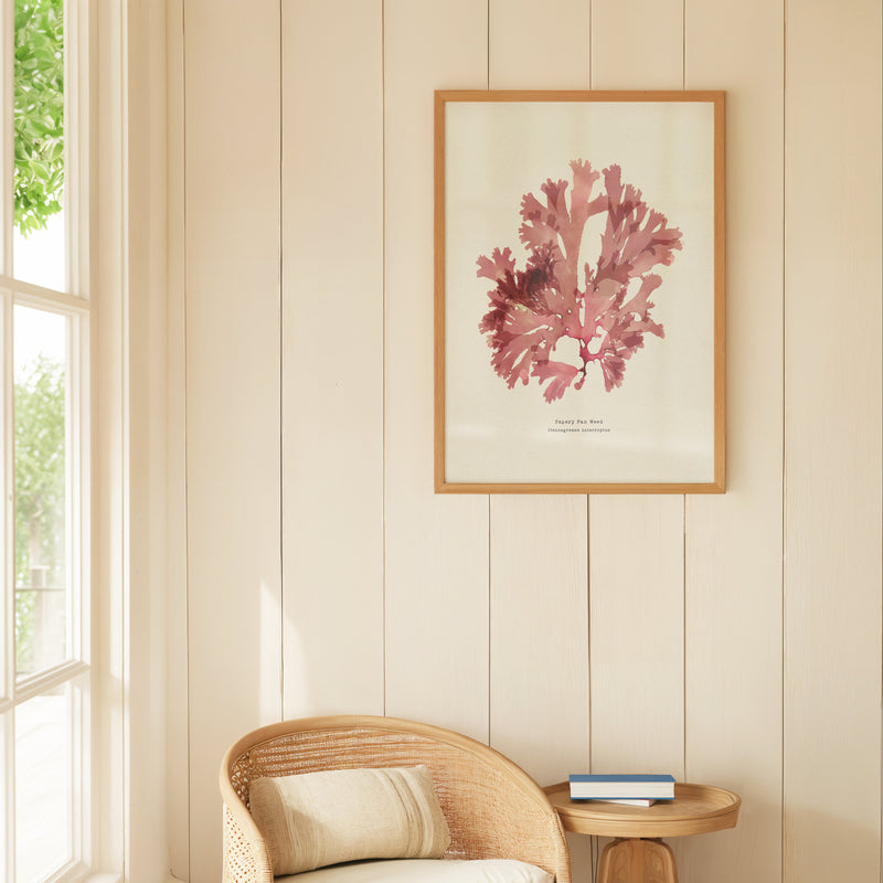 Framed pink pressed seaweed art print on a wall above a wicker chair with a small table.