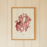 Framed artwork of pink pressed seaweed print on a beige wall