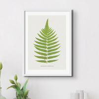 Set of Three Vintage Fern Prints | Group 5 | Vintage Botanical Wall Art - Unframed