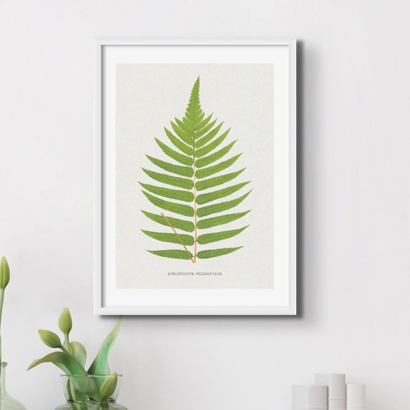 Set of Three Vintage Fern Prints | Group 5 | Vintage Botanical Wall Art - Unframed