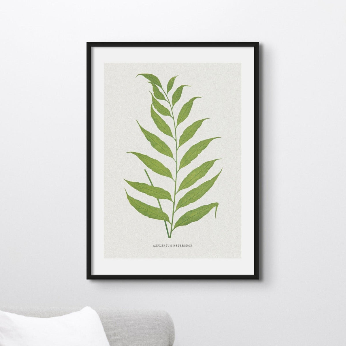 Set of Three Vintage Fern Prints | Group 5 | Vintage Botanical Wall Art - Unframed