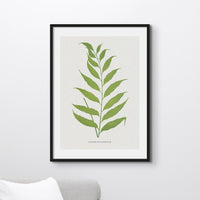Set of Three Vintage Fern Prints | Group 5 | Vintage Botanical Wall Art - Unframed