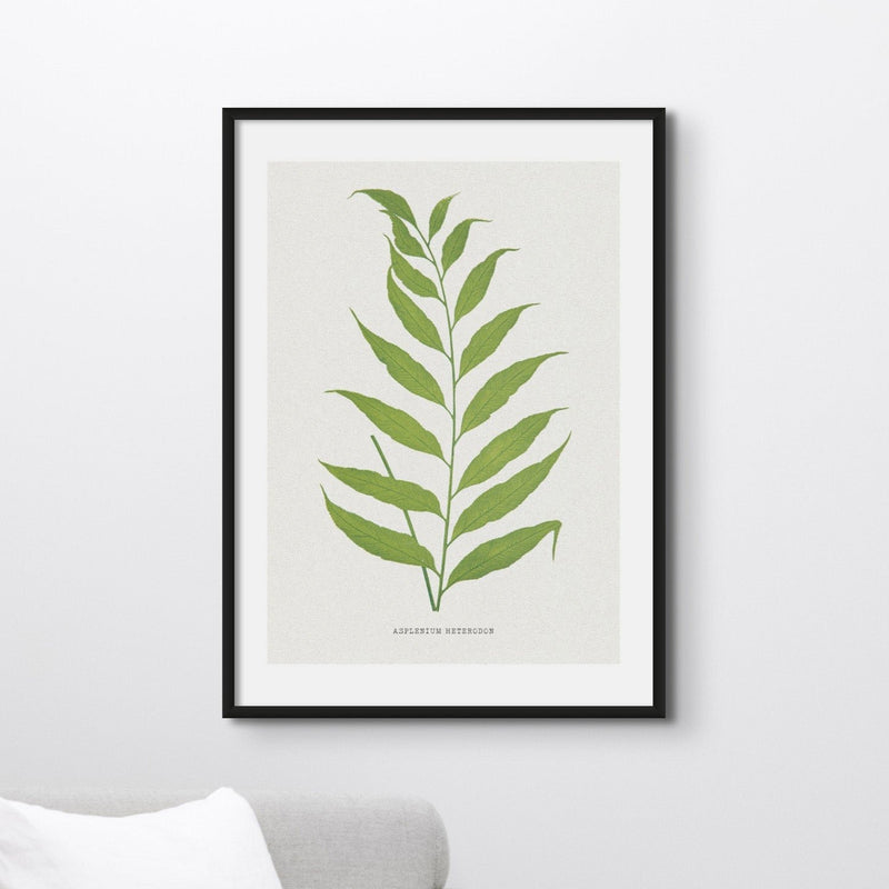 Set of Three Vintage Fern Prints | Group 5 | Vintage Botanical Wall Art - Unframed