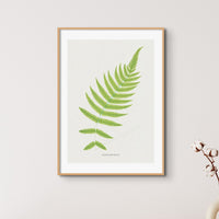 Set of Three Vintage Fern Prints | Group 5 | Vintage Botanical Wall Art - Unframed