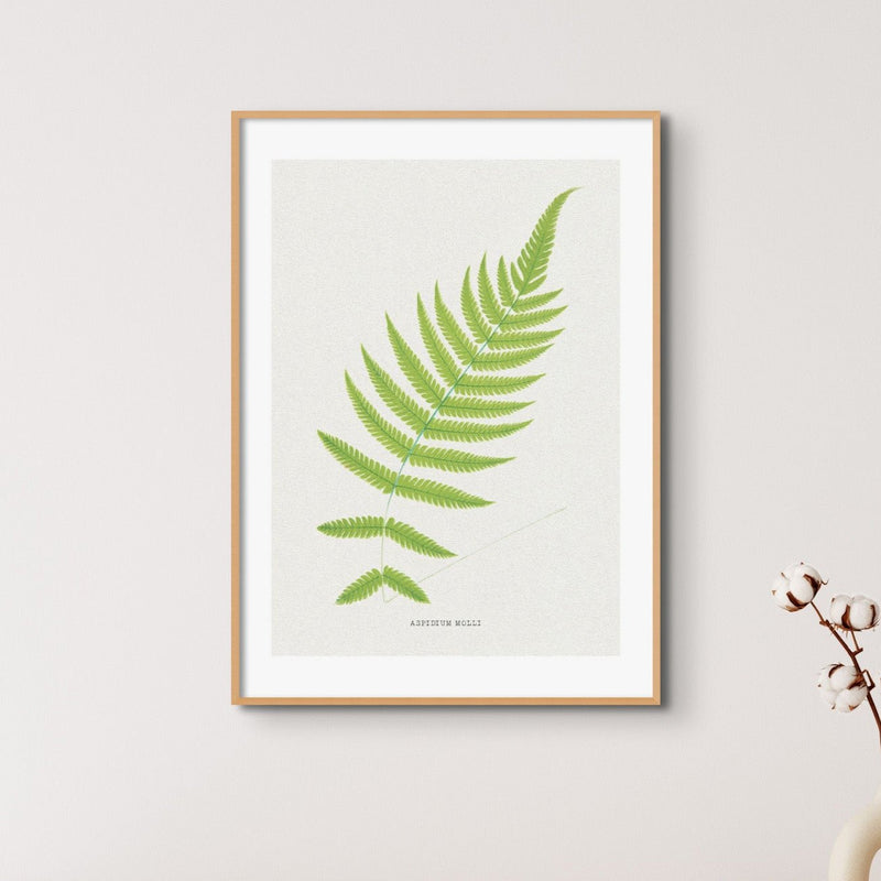 Set of Three Vintage Fern Prints | Group 5 | Vintage Botanical Wall Art - Unframed