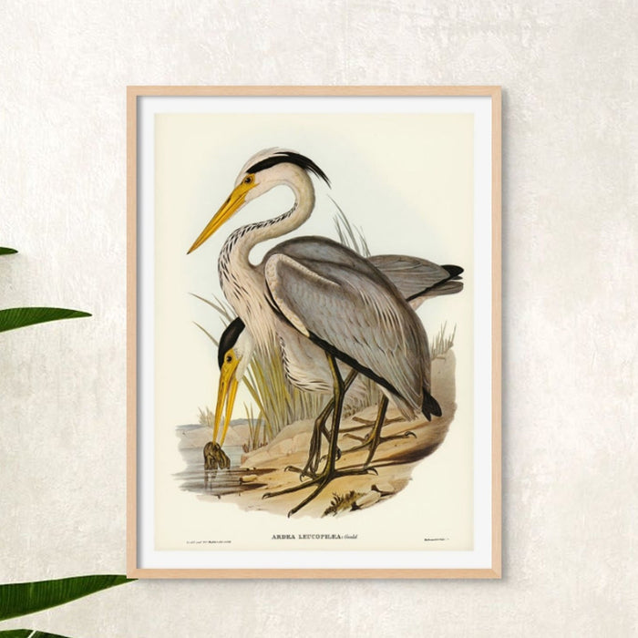 A vintage bird art print of a Great Grey Heron in a naturalistic setting with detailed colouring and shading.