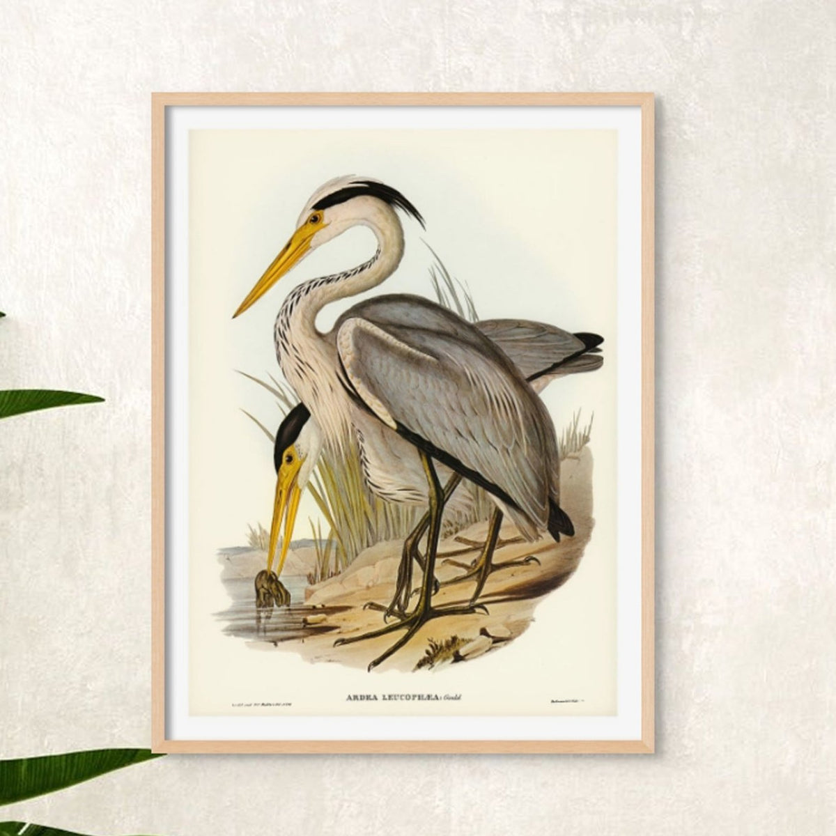Heron (Great Grey) Vintage Bird Art Print - Framed