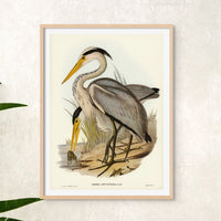 Heron (Great Grey) Vintage Bird Art Print - Framed