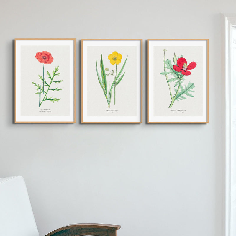 Set of Three Vintage Floral Prints | Poppy Flower Group | Botanical Wall Art - Framed