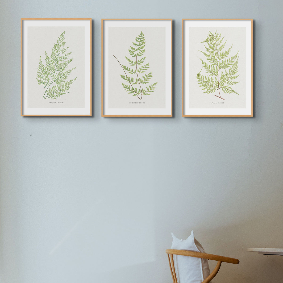 Set of Three Vintage Fern Prints | Group 4 | Vintage Botanical Wall Art - Unframed