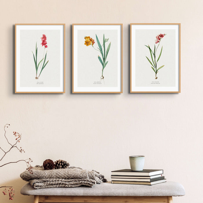 Set of Three Vintage Floral Prints | Spraxis Group | Botanical Wall Art - Unframed
