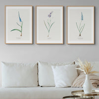 Set of Three Vintage Floral Prints | Delicate Ixia Group | Botanical Wall Art - Framed