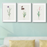 Set of Three Vintage Floral Prints | Pink Ixia Group | Botanical Wall Art - Framed