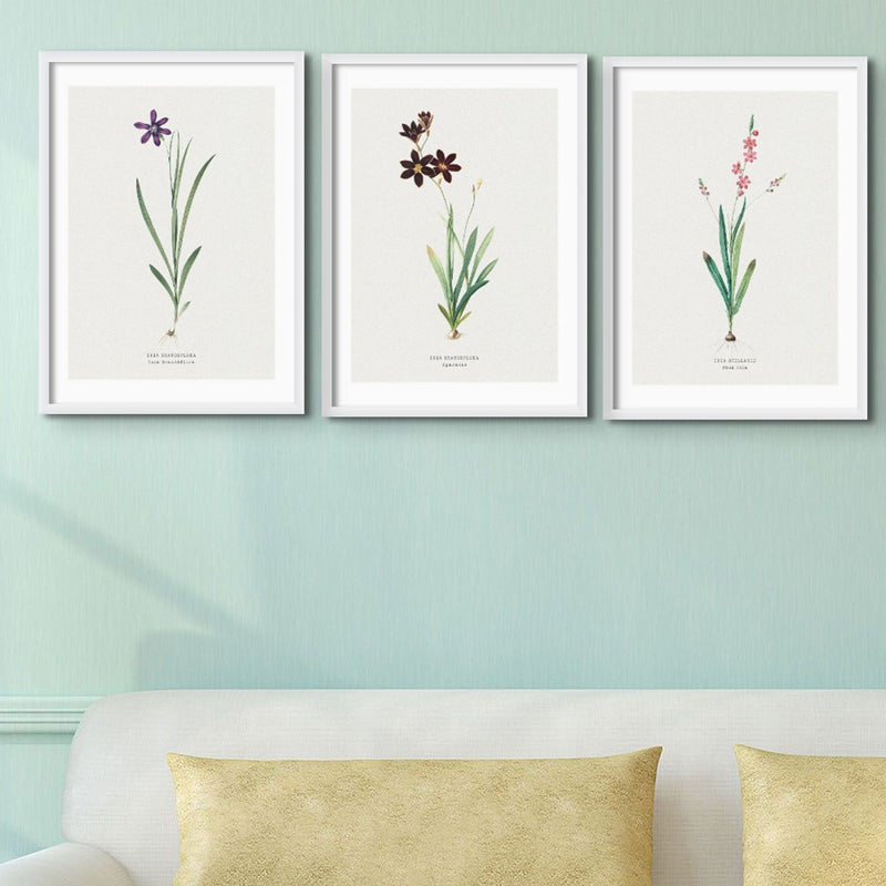 Set of Three Vintage Floral Prints | Pink Ixia Group | Botanical Wall Art - Framed