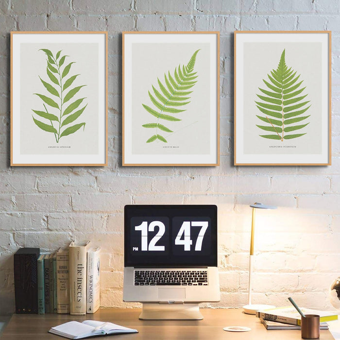 Set of three vintage fern botanical prints framed and styled as a gallery wall above a desk, featuring detailed green fern illustrations.