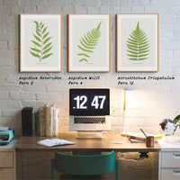 Set of Three Vintage Fern Prints | Group 5 | Vintage Botanical Wall Art - Unframed