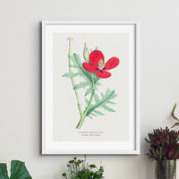 Set of Three Vintage Floral Prints | Poppy Flower Group | Botanical Wall Art - Framed