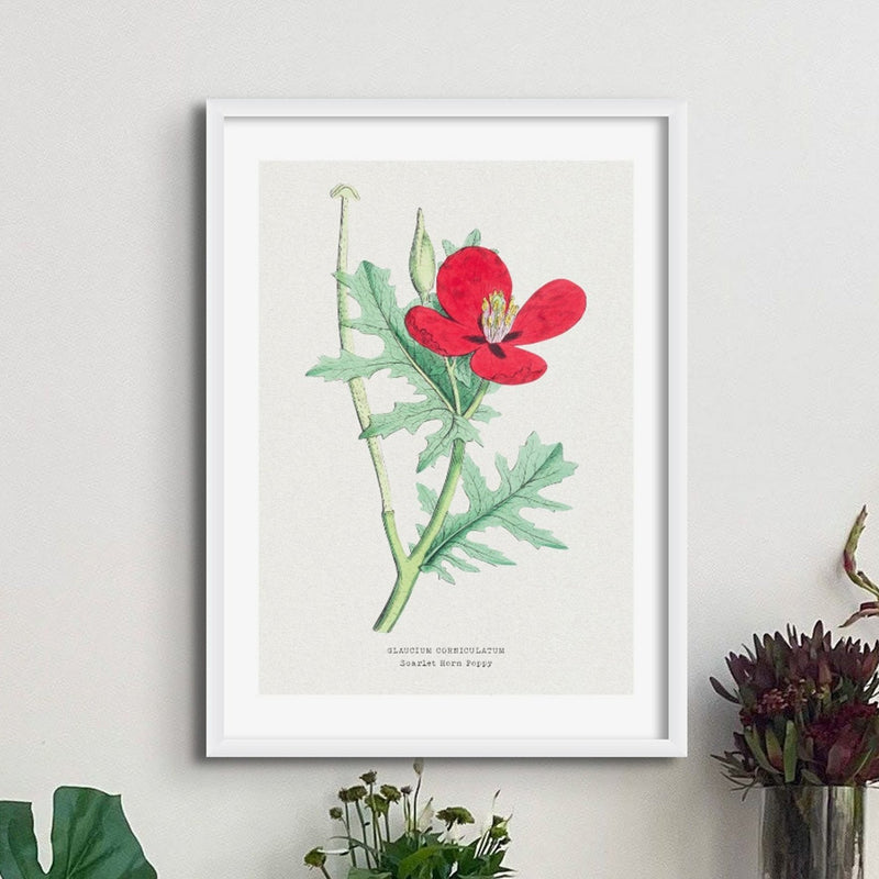 Set of Three Vintage Floral Prints | Poppy Flower Group | Botanical Wall Art - Framed